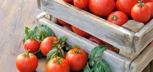 Characteristics and description of the Tretyakovsky tomato variety, its yield