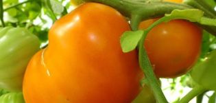 Caractéristiques et description de la variété de tomate coeur orange (nez Liskin), son rendement