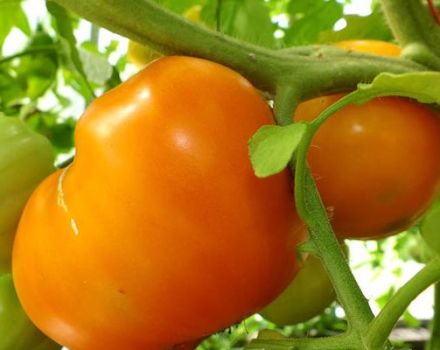 Characteristics and description of the orange heart tomato variety (Liskin nose), its yield