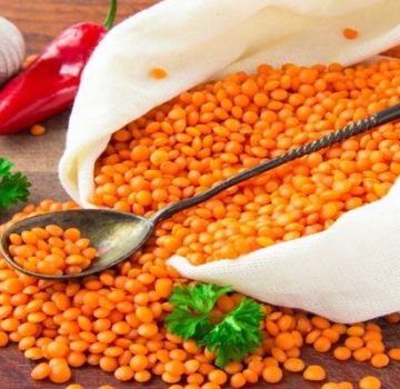 Useful properties and harm of lentils for human health