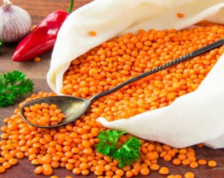 Useful properties and harm of lentils for human health