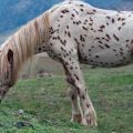 Description et races de chevaux chubars, histoire d'apparence et nuances de couleur