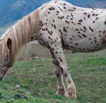 Descripción y razas de caballos con traje de copete, historia de apariencia y matices de color.