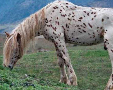 Description et races de chevaux chubars, histoire d'apparence et nuances de couleur