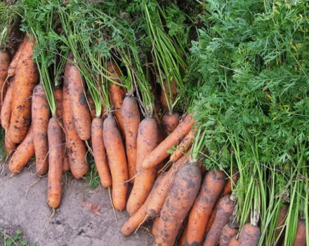 Possible reasons why carrots turn yellow in the garden and what to do in this case