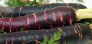 Useful properties and cultivation of black carrots