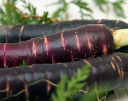 Propiedades útiles y cultivo de zanahorias negras.