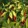 Next to what you can and cannot plant bitter pepper, how to choose a neighborhood in the garden