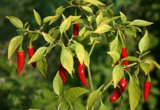 À côté de ce que vous pouvez et ne pouvez pas planter de poivrons amers, comment choisir un quartier dans le jardin