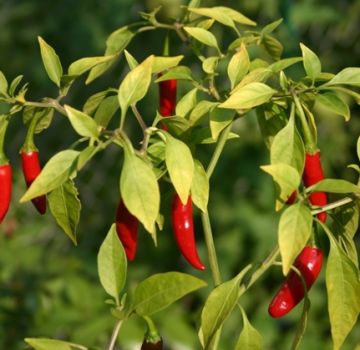 Junto a lo que puede y no puede plantar pimientos amargos, cómo elegir un vecindario en el jardín