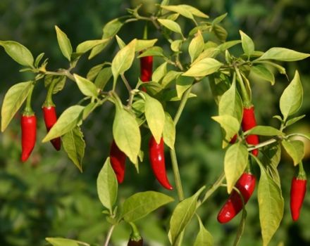 À côté de ce que vous pouvez et ne pouvez pas planter de poivre amer, comment choisir un quartier dans le jardin