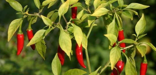 Junto a lo que puede y no puede plantar pimientos amargos, cómo elegir un vecindario en el jardín