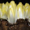 Varieties and types of chicory, their description, useful properties and application