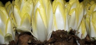 Varieties and types of chicory, their description, useful properties and application