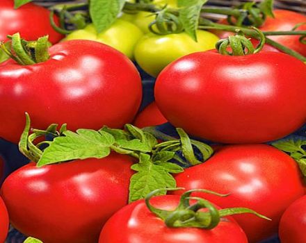 Penerangan mengenai varieti tomato Bolivar F1, ciri dan hasilnya