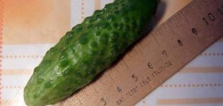 Description of the Dragoon cucumber variety, its characteristics and yield