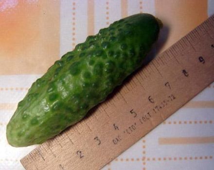 Description of the Dragoon cucumber variety, its characteristics and yield