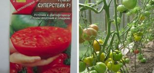 Description of the Super Steak tomato variety and its yield and cultivation