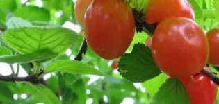 Description des cerises glandulaires décoratives et règles de plantation et d'entretien, reproduction