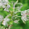 Medidas efectivas para combatir el mildiú polvoroso en las grosellas con medicamentos y remedios caseros.