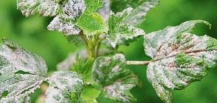 Effective measures to combat powdery mildew on currants with drugs and folk remedies