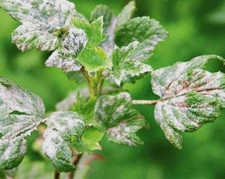 Medidas efectivas para combatir el mildiú polvoroso en las grosellas con medicamentos y remedios caseros.