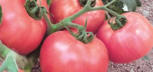 Characteristics and description of the tomato variety Raspberry Viscount, its yield