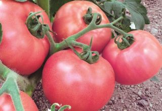 Caractéristiques et description de la variété de tomate Framboise Viscount, son rendement