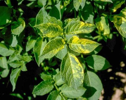 Description, symptômes et traitement de la mosaïque ridée de pomme de terre