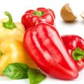 How can peppers be fed after planting in the ground for a rich harvest