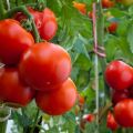 What fruitful varieties of tomatoes are better to plant for the Leningrad region