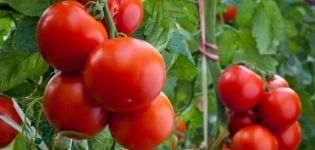 What fruitful varieties of tomatoes are better to plant for the Leningrad region