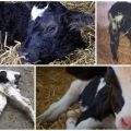 Signs and who is the causative agent of colibacillosis in calves, treatment and prevention