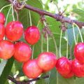 Description of the sweet cherry variety Bryanskaya Pink, planting, care and pollination