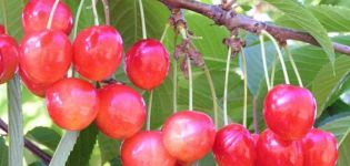 Descripción de la variedad de cereza dulce Bryanskaya Pink, plantación, cuidado y polinización.