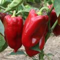 Description and cultivation of the best varieties of sweet peppers