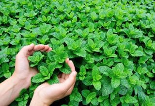 Description of the variety of Moroccan mint, features of cultivation and care