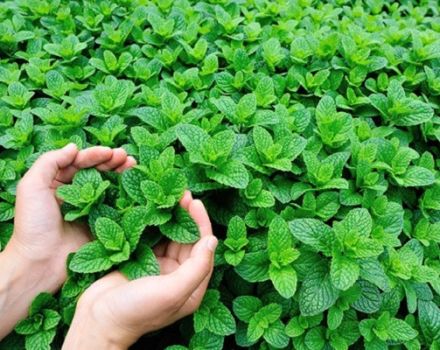 Description of the variety of Moroccan mint, features of cultivation and care