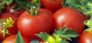 Description de la variété de tomate Sympatyaga, ses caractéristiques et son rendement