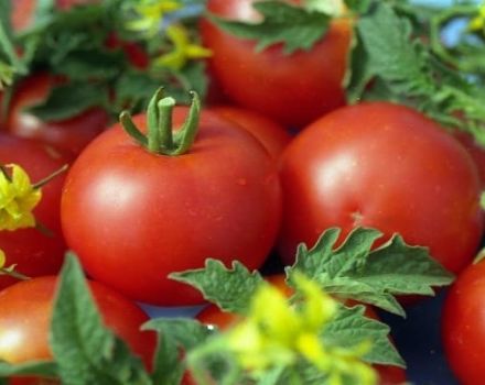 Description de la variété de tomate Sympyaga, ses caractéristiques et son rendement