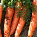 Characteristics and yield of carrot varieties Canada