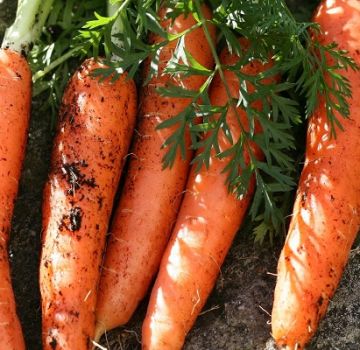 Characteristics and yield of carrot varieties Canada