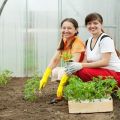 How to properly plant tomatoes in a greenhouse to have a big harvest