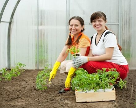 Cara menanam tomato di rumah hijau dengan betul untuk menuai hasil yang besar