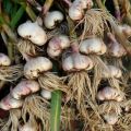 How to properly prune garlic after harvesting for storage?