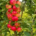 Growing and caring for a columnar apple tree, at what distance to plant