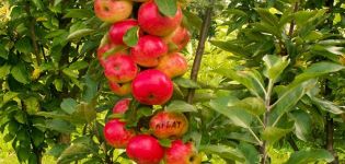 Growing and caring for a columnar apple tree, at what distance to plant