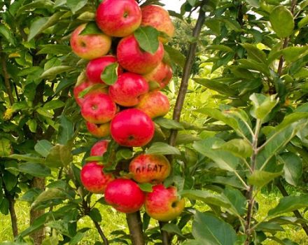 Growing and caring for a columnar apple tree, at what distance to plant