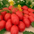 Jenis tomato terbaik untuk tanah terbuka dan rumah hijau di Udmurtia