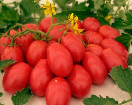 Las mejores variedades de tomates para campo abierto e invernaderos en Udmurtia